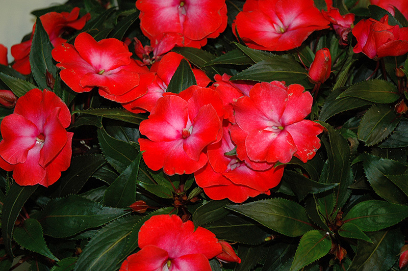 Infinity Electric Coral New Guinea Impatiens (Impatiens hawkeri 'Infinity  Electric Coral') in St. John's, Newfoundland (NL) at Holland Nurseries