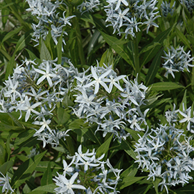 Plant Photo 10