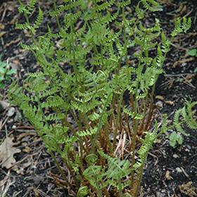 Plant Photo 7