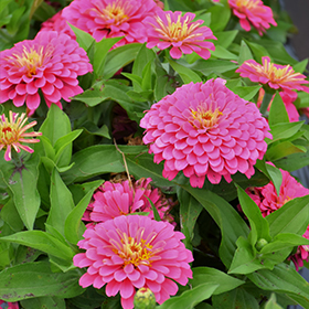Plant Photo 7
