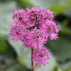 Plant Photo 7