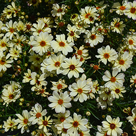 Plant Photo 4