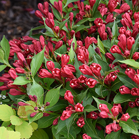 Plant Photo 8
