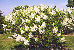 Mount Baker Lilac (Syringa x hyacinthiflora 'Mount Baker') at Holland Nurseries