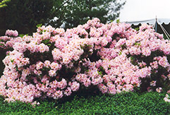 English Roseum Rhododendron (Rhododendron catawbiense 'English Roseum') at Holland Nurseries