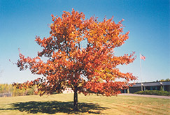 Red Oak (Quercus rubra) at Holland Nurseries