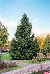 Norway Spruce (Picea abies) at Holland Nurseries