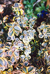 Canadale Gold Wintercreeper (Euonymus fortunei 'Canadale Gold') at Holland Nurseries