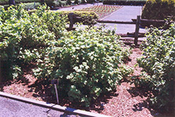 Red Lake Red Currant (Ribes rubrum 'Red Lake') at Holland Nurseries