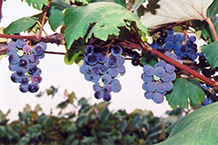 Concord Grape (Vitis 'Concord') at Holland Nurseries