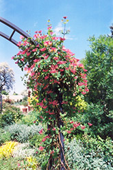 Goldflame Honeysuckle (Lonicera x heckrottii) at Holland Nurseries
