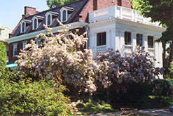 Beautybush (Kolkwitzia amabilis) at Holland Nurseries