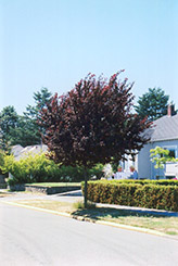 Newport Plum (Prunus cerasifera 'Newport') at Holland Nurseries