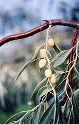 Russian Olive (Elaeagnus angustifolia) at Holland Nurseries
