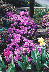Ramapo Rhododendron (Rhododendron 'Ramapo') at Holland Nurseries