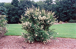 Cheyenne Common Privet (Ligustrum vulgare 'Cheyenne') at Holland Nurseries