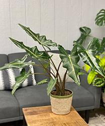 Mythic Sarian Elephant Ears (Alocasia 'Sarian') at Holland Nurseries