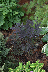 Chocoholic Bugbane (Actaea racemosa 'Chocoholic') at Holland Nurseries