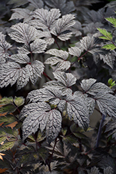 Chocoholic Bugbane (Actaea racemosa 'Chocoholic') at Holland Nurseries