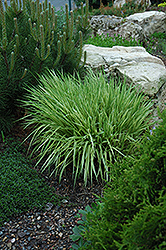 Variegated Moor Grass (Molinia caerulea 'Variegata') at Holland Nurseries
