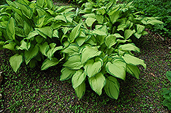 Gold Standard Hosta (Hosta 'Gold Standard') at Holland Nurseries