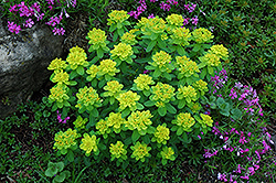 Cushion Spurge (Euphorbia polychroma) at Holland Nurseries
