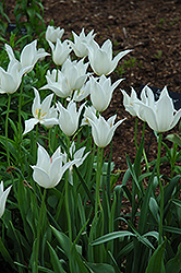 White Triumphator Tulip (Tulipa 'White Triumphator') at Holland Nurseries