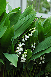 Lily-Of-The-Valley (Convallaria majalis) at Holland Nurseries