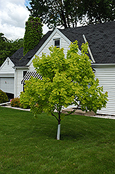 Princeton Gold Maple (Acer platanoides 'Princeton Gold') at Holland Nurseries