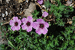 Ballerina Cranesbill (Geranium cinereum 'Ballerina') at Holland Nurseries