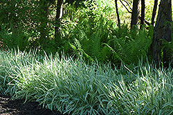 Variegated Ribbon Grass (Phalaris arundinacea 'Picta') at Holland Nurseries