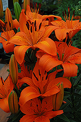 Orange Pixie Lily (Lilium 'Orange Pixie') at Holland Nurseries