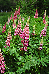 Russell Red Lupine (Lupinus 'Russell Red') at Holland Nurseries