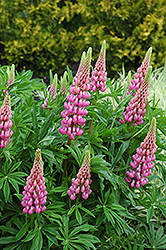 Russell Pink Lupine (Lupinus 'Russell Pink') at Holland Nurseries