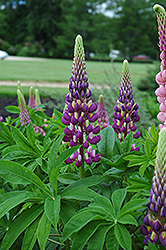 Russell Blue Lupine (Lupinus 'Russell Blue') at Holland Nurseries