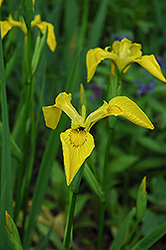 Yellow Flag Iris (Iris pseudacorus) at Holland Nurseries