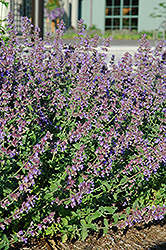 Walker's Low Catmint (Nepeta x faassenii 'Walker's Low') at Holland Nurseries