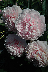 Sarah Bernhardt Peony (Paeonia 'Sarah Bernhardt') at Holland Nurseries