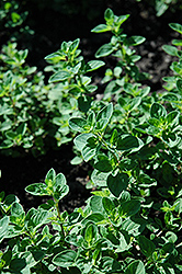 Oregano (Origanum vulgare) at Holland Nurseries