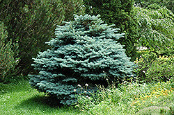 Globe Blue Spruce (Picea pungens 'Globosa') at Holland Nurseries
