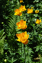 Golden Queen Globeflower (Trollius chinensis 'Golden Queen') at Holland Nurseries