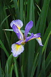 Blue Flag Iris (Iris versicolor) at Holland Nurseries