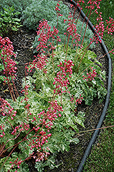 Snow Angel Coral Bells (Heuchera sanguinea 'Snow Angel') at Holland Nurseries