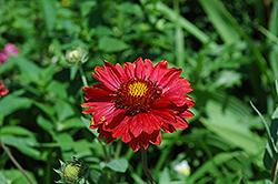 Burgundy Blanket Flower (Gaillardia x grandiflora 'Burgundy') at Holland Nurseries