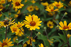 Prairie Sunset False Sunflower (Heliopsis helianthoides 'Prairie Sunset') at Holland Nurseries
