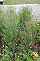 Shenandoah Reed Switch Grass (Panicum virgatum 'Shenandoah') at Holland Nurseries