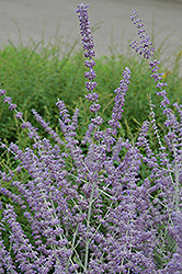 Russian Sage (Perovskia atriplicifolia) at Holland Nurseries