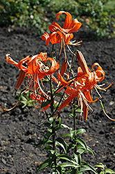 Tiger Lily (Lilium lancifolium) at Holland Nurseries