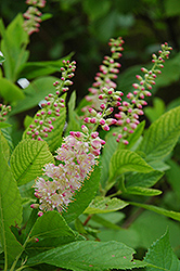 Ruby Spice Summersweet (Clethra alnifolia 'Ruby Spice') at Holland Nurseries