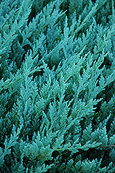 Blue Chip Juniper (Juniperus horizontalis 'Blue Chip') at Holland Nurseries